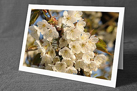 Foto aus der Natur.