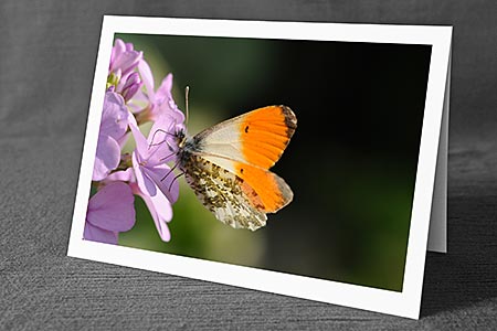 Foto aus der Natur.